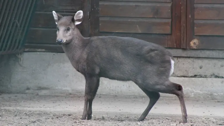 Tufted Deer