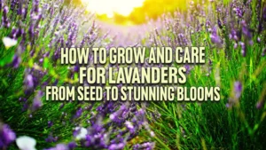 How to Grow and Care for Lavender: From Seed to Stunning Blooms