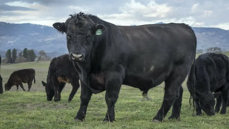 Aberdeen Angus Cattle