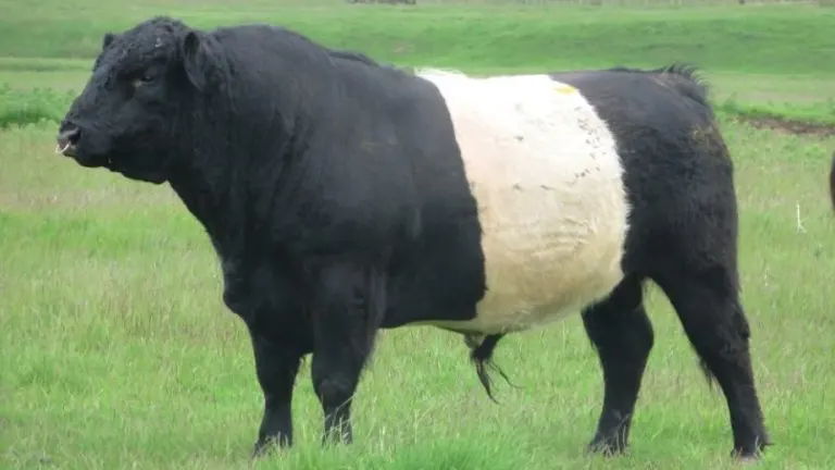 Belted Galloway Cattle