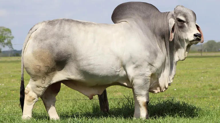 Brahman Cattle