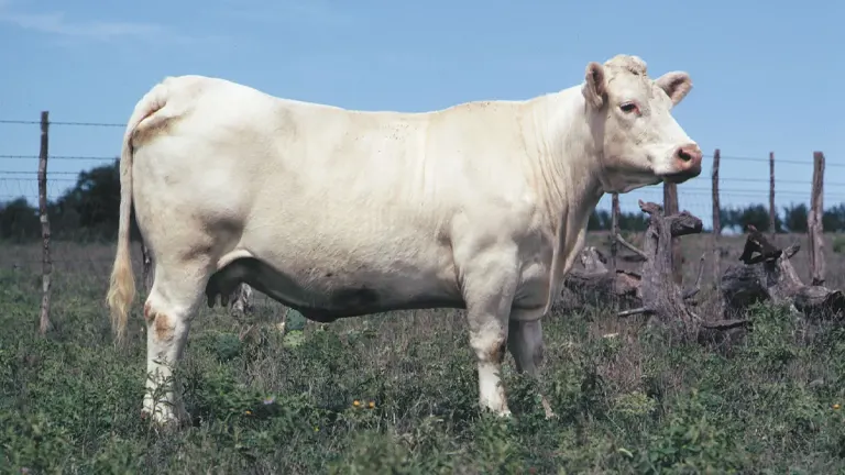 Charolais Cattle