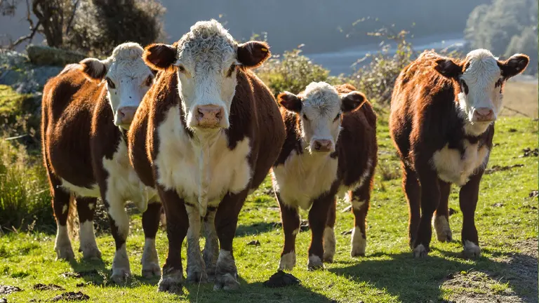 Hereford Cattle