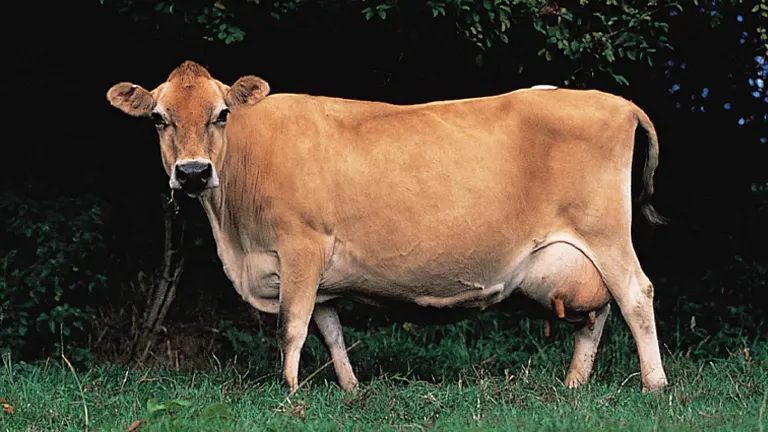 Jersey Cattle