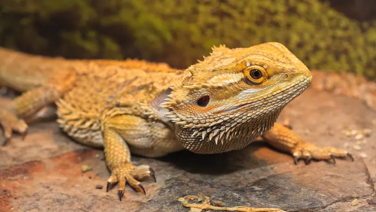 Bearded Dragon