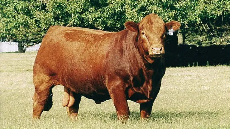 Limousin Cattle