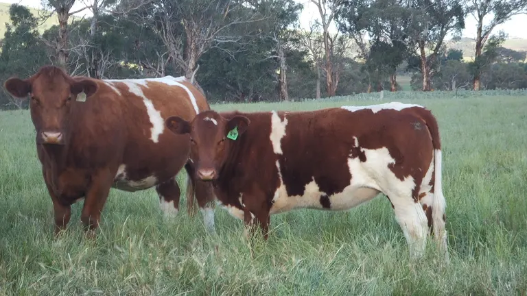 Maine Anjou Cattle