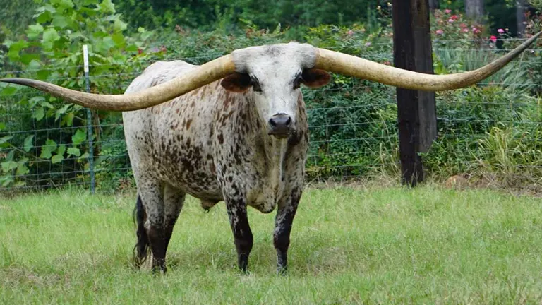 Texas Longhorn