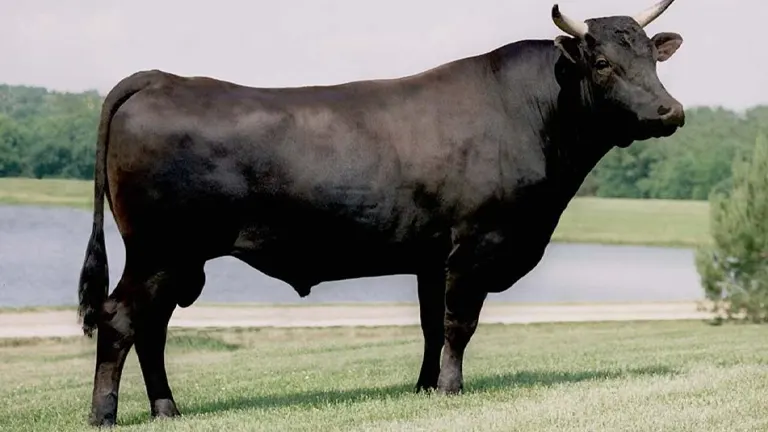 Wagyu Cattle