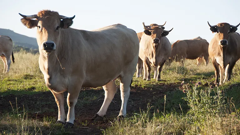 Aubrac Cattle