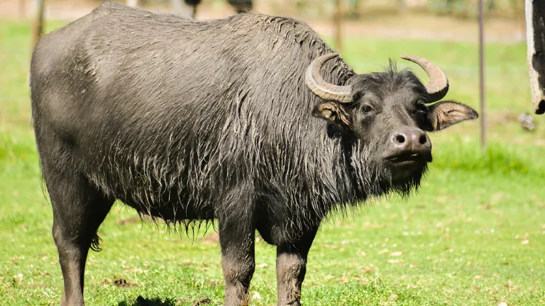 Domestic Water Buffalo