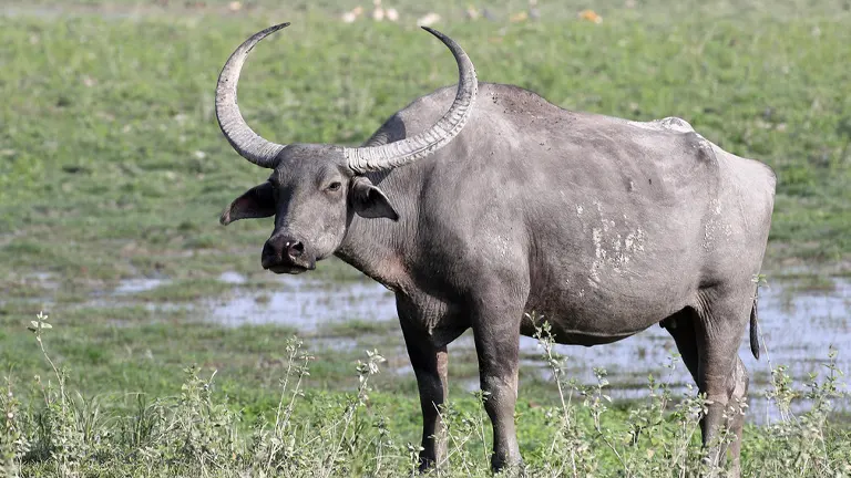 Wild Water Buffalo