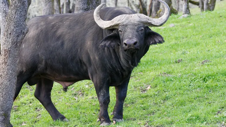 Cape Buffalo