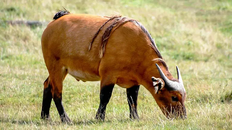 African Forest Buffalo