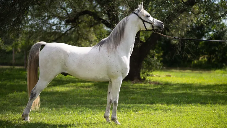 Arabian Horse