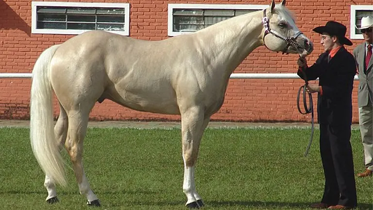 American Quarter Horse