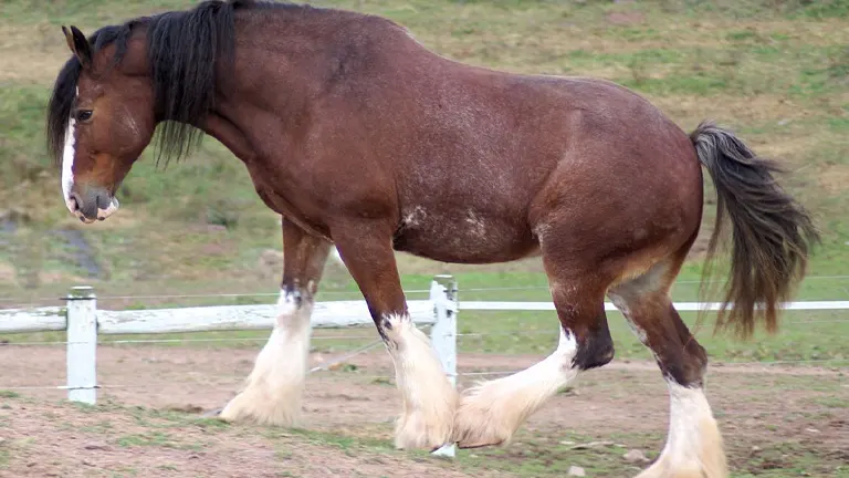 Clydesdate Horse