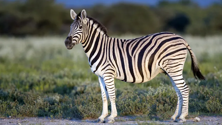 Plain Zebra