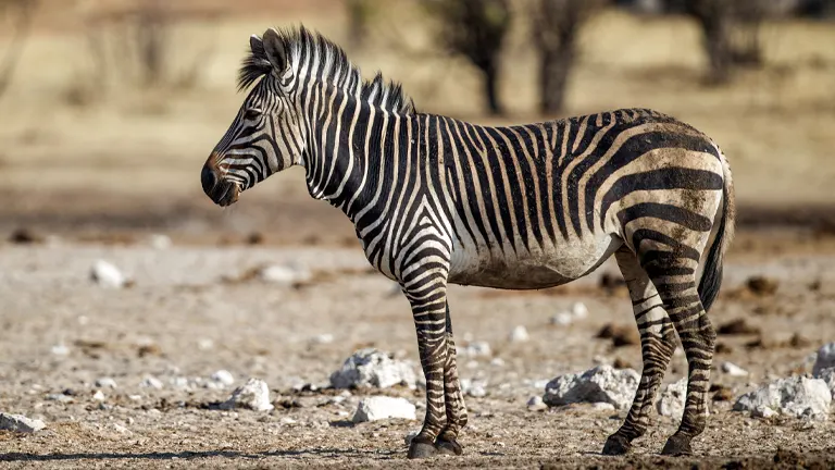 Mountain Zebra