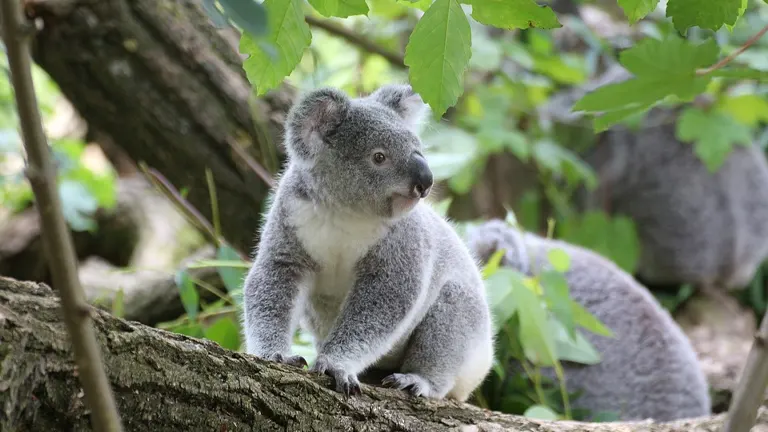 Koala