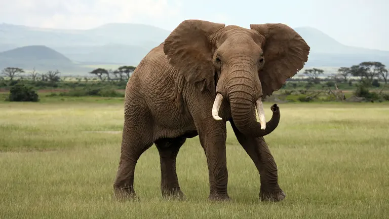 African Bush Elephant