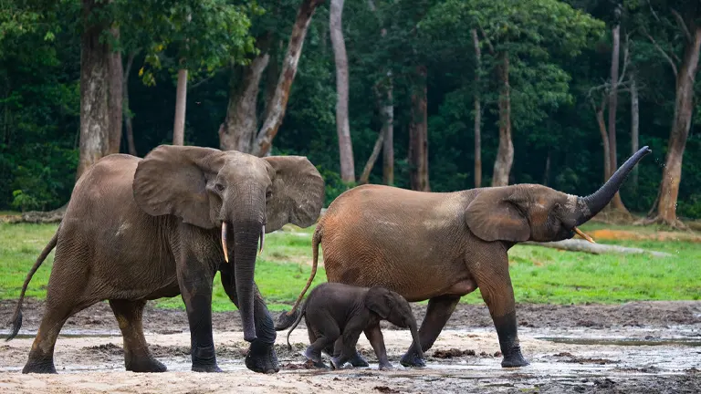 African Forest Elephant 