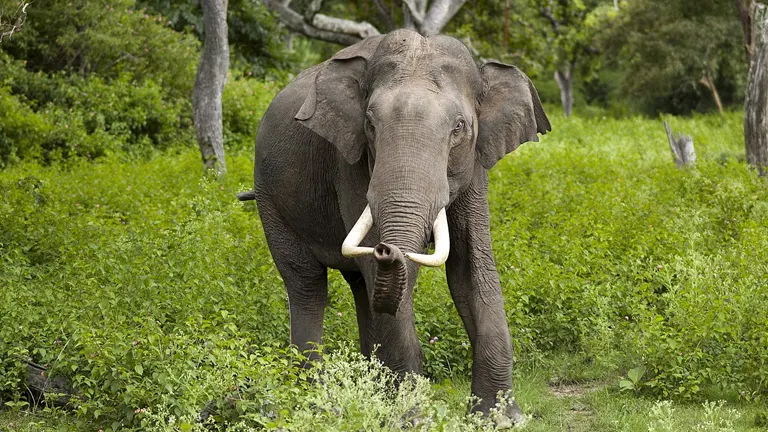 Asian Elephant