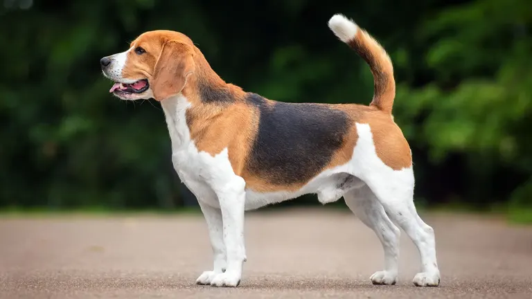 Beagles Dog