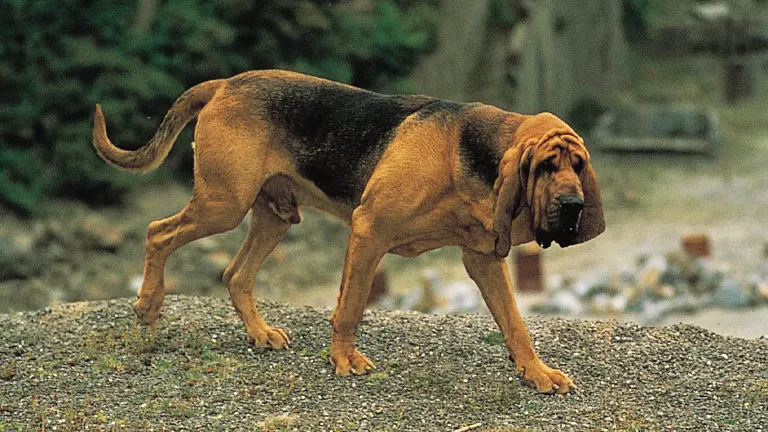 Bloodhound Dog