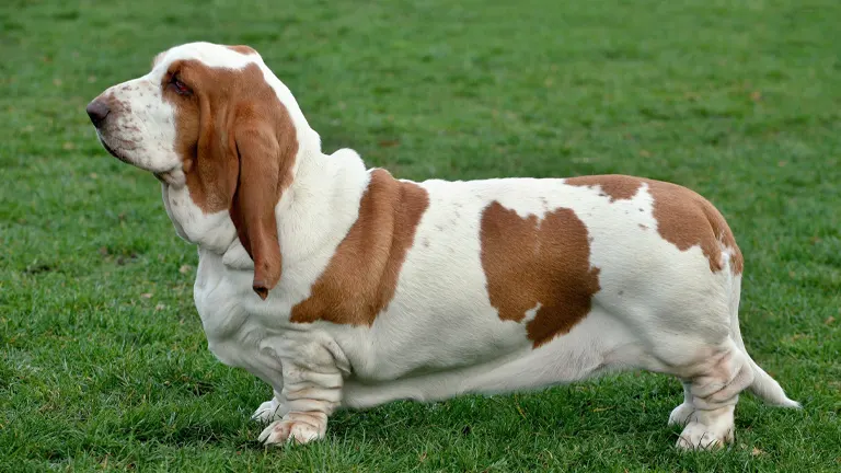 Basset Hound Dog