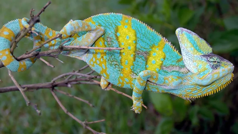 Veiled Chameleon