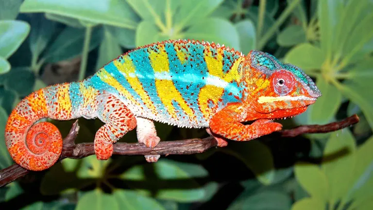 Panther Chameleon