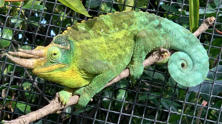 Jackson's Chameleon