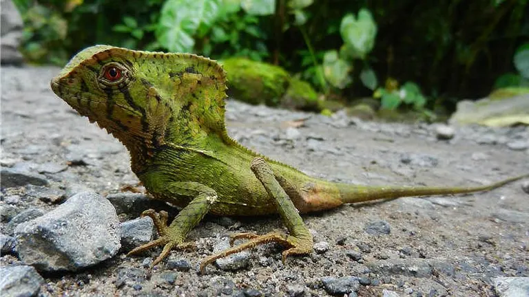 Helmeted Basilisk