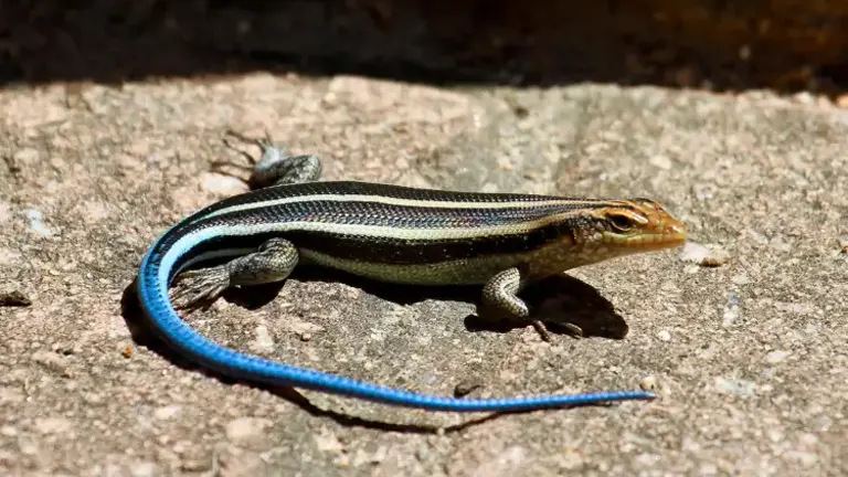 Five-lined Skink