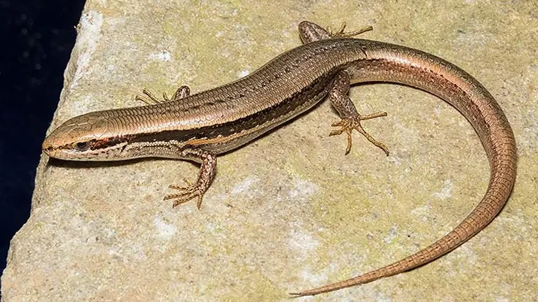 Ground Skink