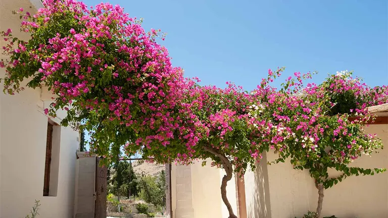 Bougainvillea Plant