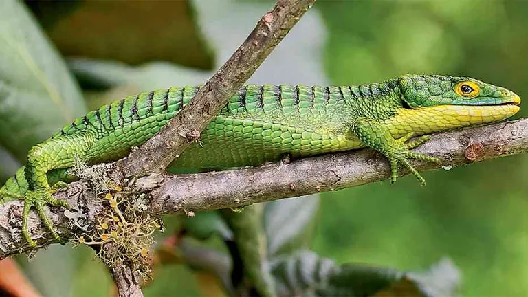 Mexican Alligator Lizard