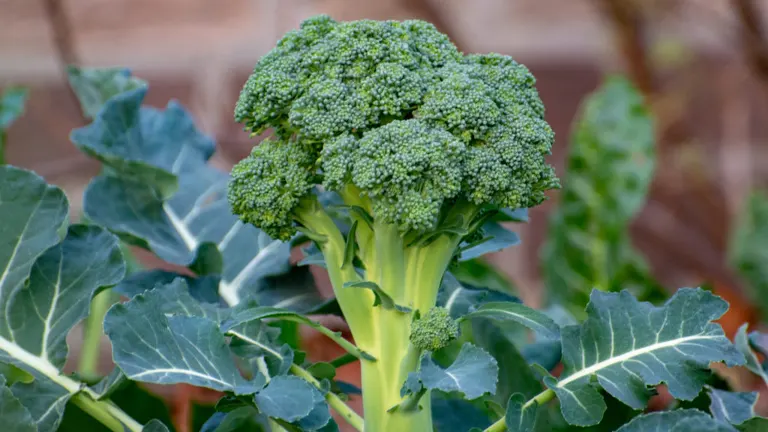 Broccoli Plant