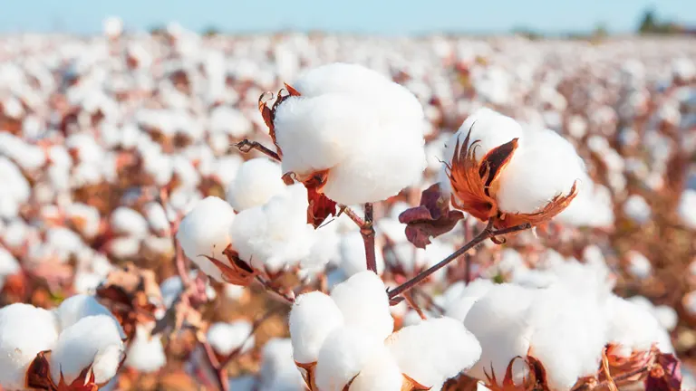 Cotton Plant