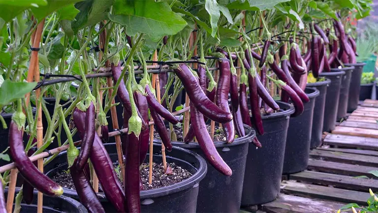 Eggplant Plant