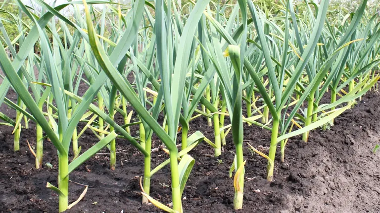 Garlic Plant