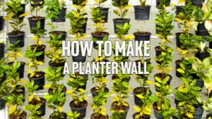 How to Make a Planter Wall