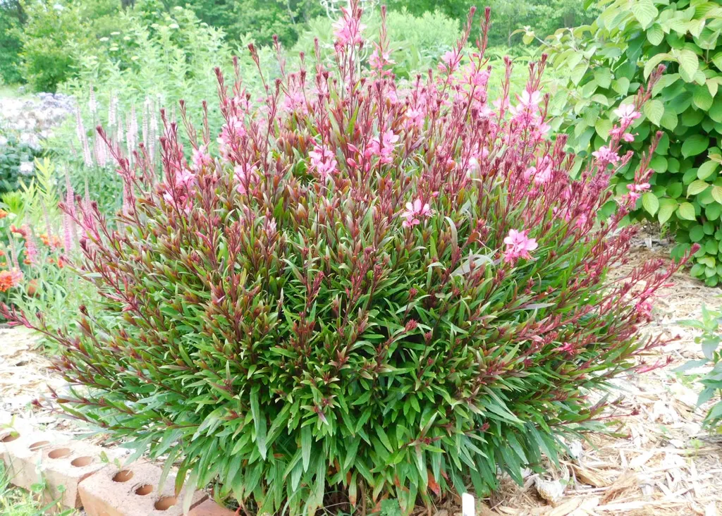 Gaura Plant