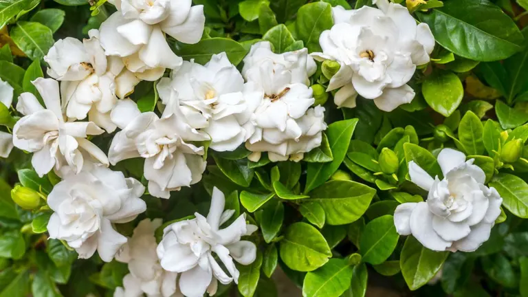 Gardenia Plant