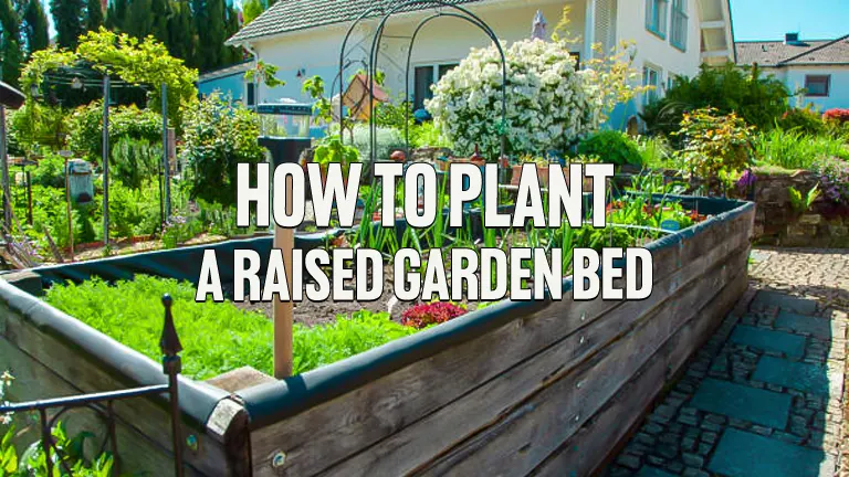 How to Plant a Raised Garden Bed