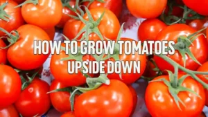 How to Grow Tomatoes Upside Down