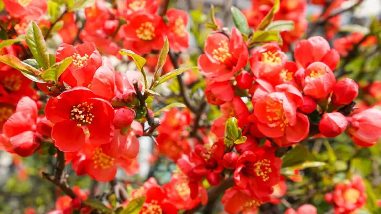 Quince Plant