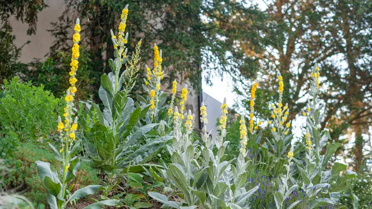 Mullein Plant