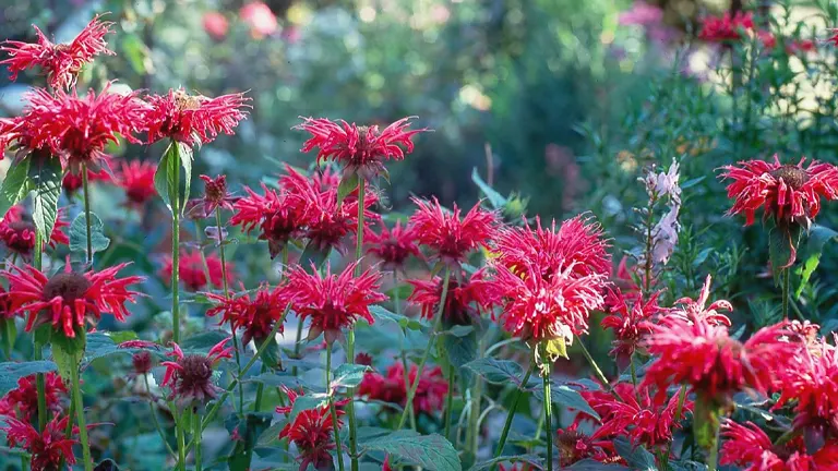 Bergamot Plant